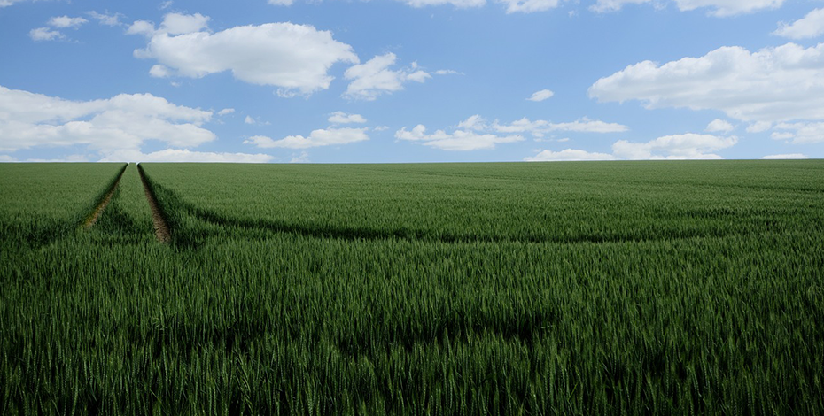 StrategieGrains очаква 11% ръст на производството на пшеница за 2025 StrategieGrains очаква 11% ръст на производството на пшеница за 2025