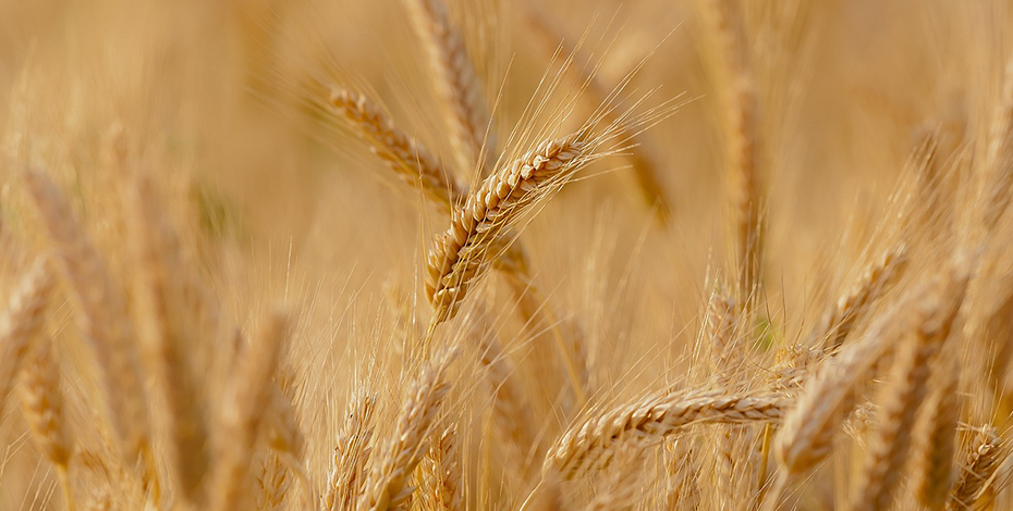 FAO: Зърното и растителните масла вдигнаха цените на храните през юли FAO: Зърното и растителните масла вдигнаха цените на храните през юли