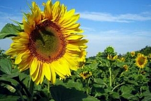 България е изнесла 154.5 хил. тона слънчоглед от началото на сезона