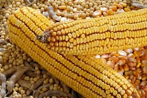 Informa Economics повиши прогнозата си за реколта от царевица и соя в Бразилия и я понижи за Аржентина
