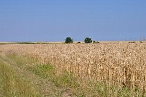 Очаква се добра реколта от пшеница в България