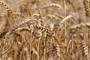 България има запас от почти 3 млн. зърно към края на март