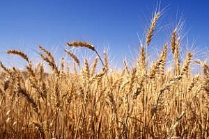 FAS USDA: През сезона 2013/14 износът на зърно от Русия ще се увеличи до 24 млн. тона