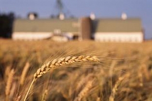 Запасите от пшеница на САЩ са с 16% по-малко спрямо 2011