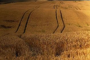 Франция и Китай с очаквания за намалени реколти