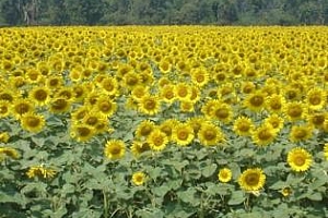 Рекорден добив на слънчогледово масло очаква Украйна