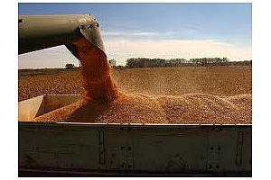 Украйна е договорила нови продажби на царевица за Китай