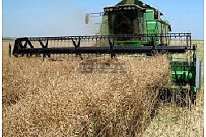Цени маслодайни семена и продукти Черно море 20-26 юни