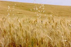 Има нужда от оше валежи в ЕС - Strategie grains