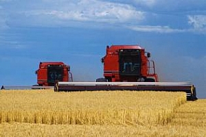 Йордания обяви търг за закупуването на фуражен ечемик