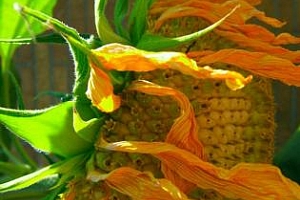Сутрешно кафе: 6 юни, вторник