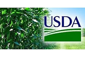 USDA: Добивите от царевица в САЩ поставят нов рекорд