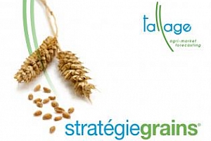 Strategie Grains повишават прогнозата си за реколтите от маслодайни семена в ЕС