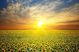Египет купува 50кмт растителни масла за януари 2019