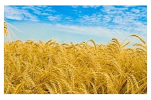 Тайланд ще внася фуражна пшеница, нова реколта