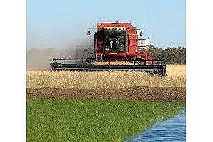 Зърненият съюз на Русия не изключва рекордна реколта