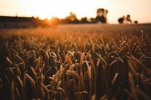 Алжир отново е на пазара за хлебна пшеница