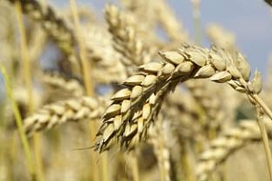 До ноември Украйна ще изнесе основния обем от зърно