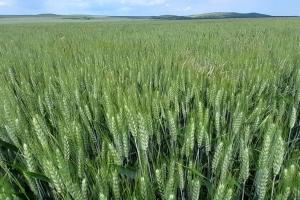 Strategie Grains очакват по-слаба реколта от пшеница в ЕС през 2024