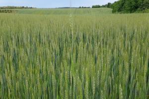 USDA: средният добив от царевица в Русия през 2023 е рекорден 