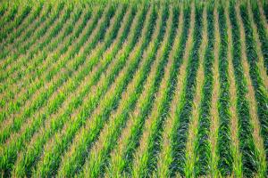 Позитивен USDA доклад подкрепя зърнените пазари