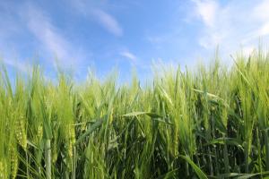 Априлският USDA доклад потиска цените на зърнените пазари