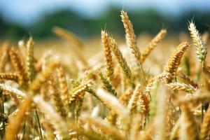 Международните борси реагират позитивно на USDA доклада