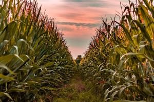 USDA изненада с по-високи площи с царевица в САЩ за 2026/27