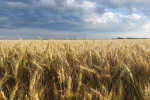 Канадският дурум отново на фокус: дъждовете удрят качеството