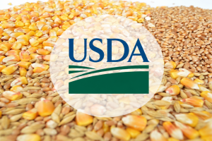 USDA разтърси пазарът на царевица с 35% повече запаси спрямо 2025 г.