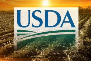 Скучен USDA доклад и продължаващи загуби на зърнените пазари