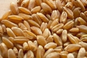 Египет купува 300кмт хлебна пшеница от Русия и Франция