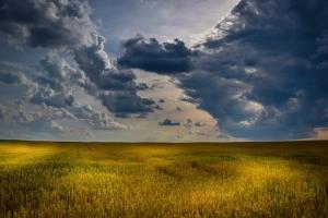 Пазарът на пшеница в Чикаго прибира печалби и цените отслабват