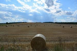 Тиха и спокойна седмица на зърнените пазари
