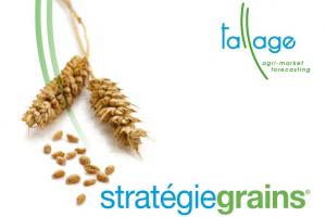 Strategie Grains понижават новата реколта от пшеница в ЕС