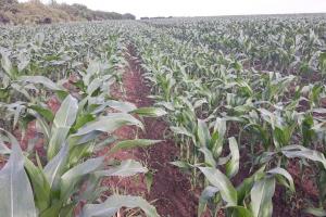 USDA виждат много повече площи с царевица в САЩ
