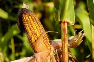 Турция ще търси внос на фуражна царевица за май/юни 2020 