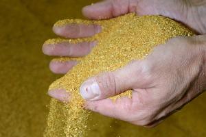 Иран договаря внос на царевица и соев шрот