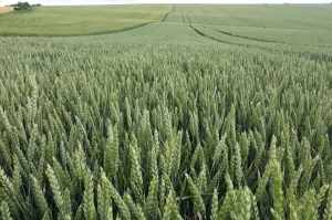 Strategie Grains понижават пшеницата в България до 5Ммт
