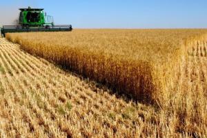 Пшеницата е една от изненадите в петъчния USDA доклад
