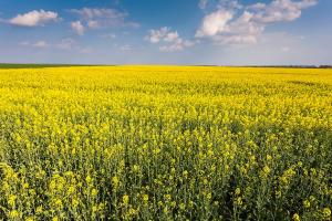 Рапицата е подкрепена от силното палмово масло