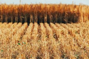 Аржентина одобри производството на GMO пшеница