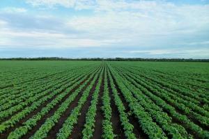 USDA направи съществени промени в прогнозите си за царевица и соя