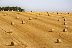 ABARES повишава прогнозата за производство на пшеница в Австралия