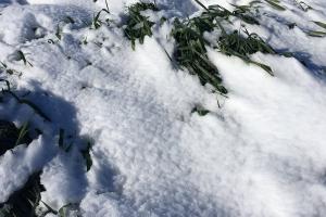 Състоянието на зимните зърнено житни посеви в Украйна е добро
