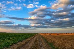 Скокът на пшеница CBOT допринесе и за печалбите на останалите култури