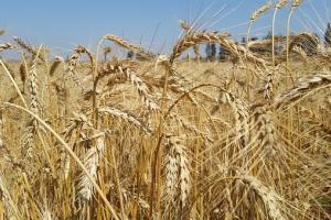 Цената на пшеницата за Йордания продължава да поскъпва