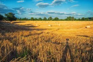 Силно седмично затваряне на всички зърнени пазари