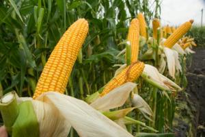 USDA виждат рекордна реколта от пшеница в Сърбия през 2022