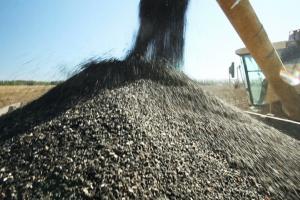 Скъпи цени отказват Египет от внос на слънчогледово масло